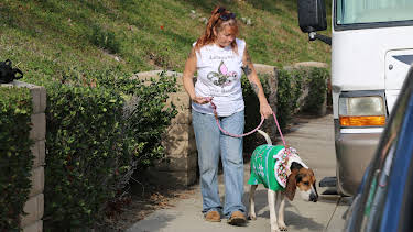 16:00: Pit Bulls & Parolees (S8 E4) (S8) | Animal Planet | 12/30 2025