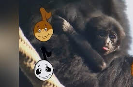 Baby Genius: Baby Animal Songs