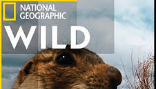 La casa de los perritos de las praderas: Una inundación de problemas