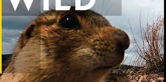 05:25: La casa de los perritos de las praderas: Una inundación de problemas | Nat Geo Wild | 12/13 2025