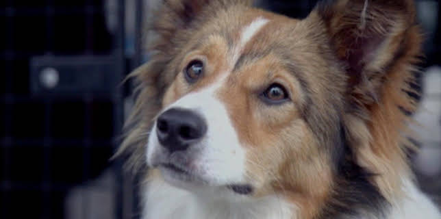 17:15: Der Super-Doc - Einsatz für 4 Pfoten | Sixx | 1/18 2026