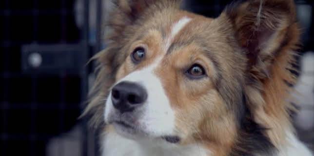 Der Super-Doc - Einsatz für 4 Pfoten