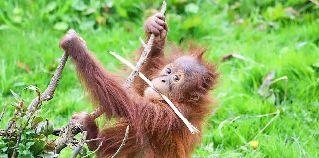 12:40 PM: Go Wild (S1) | Cbeebies | 11/22 2025