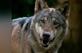 Dogs in the Wild: Defending Wild Dogs