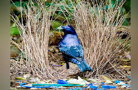 The Scientific Wonder of Birds: Avian Mating: Singles Bars and Bachelor Pads