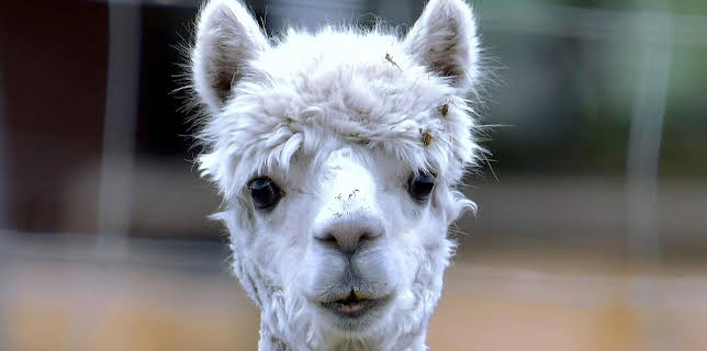 05:50: Giraffe, Erdmännchen & Co. (127) | HR Fernsehen | 12/4 2025