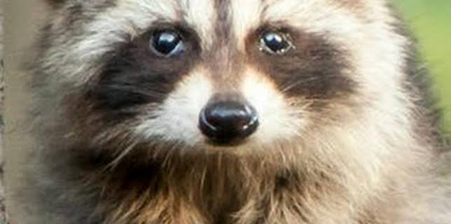 06:23: Misterios de la naturaleza: ¡Un mapache trepa 25 pisos! | Discovery Max | 1/11 2026