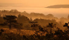 Dawn Chorus: The Sounds of Spring