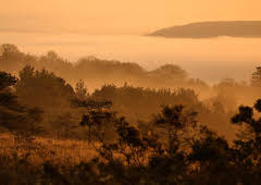 Dawn Chorus: The Sounds of Spring