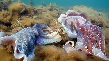 18:35: Wilde Liebe - Diversität in der Natur | Arte | 4/10 2026