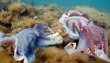 Wilde Liebe - Diversität in der Natur