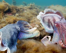 Wilde Liebe - Diversität in der Natur