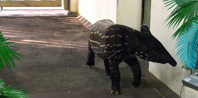 10:35: Elefant, Tiger & Co. (344) | MDR Fernsehen | 3/23 2026