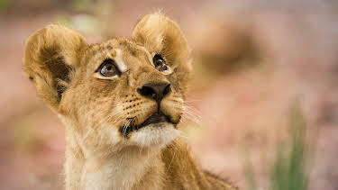 00:00: I Was Prey (S2 E4) (S2) | Animal Planet | 12/25 2025