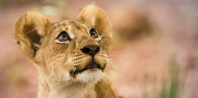 04:30: I Was Prey (S2 E4) (S2) | Animal Planet | 12/13 2025