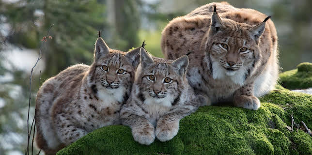 11:50: Abenteuer Wildnis | BR Fernsehen | 3/9 2026