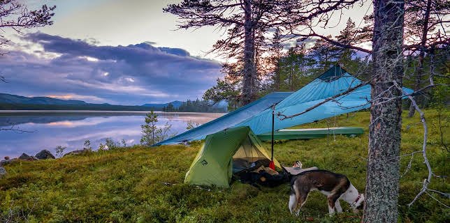 15:10: Monsen og nasjonalparkene: Gutulia – Hvilepuls i gammelskogen | NRK 1 | 11/9 2025
