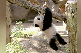 Pandamonium: Mei Sheng's Tale