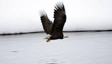 Luftakrobaten des Tierreichs