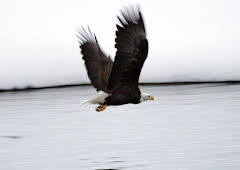 Luftakrobaten des Tierreichs