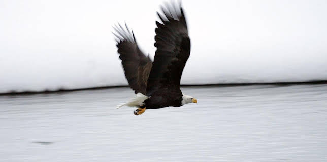 18:35: Luftakrobaten des Tierreichs | Arte | 1/15 2026