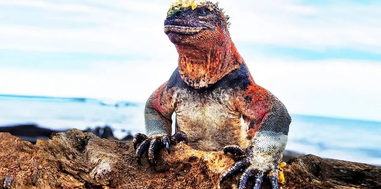 Vanishing Dragons Of The Galapagos (2022)