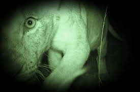 Night Season 1: Panthers