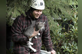 Treetop Cat Rescue, Season 1: Kitty Kitty, Tree Tree