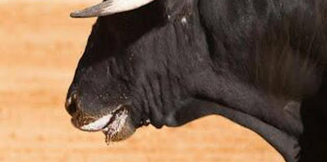 03:00: Toros y pueblos | 8 tv | 12/8 2025