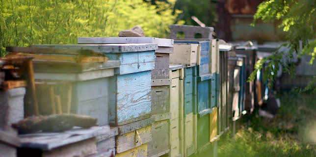 05:10: Medizin in fernen Ländern | Arte | 11/28 2025