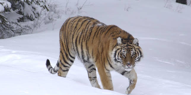 3:00 PM: The Life of Mammals (S1 E5) (S1) | Yesterday | 12/14 2025