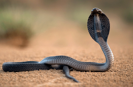 Natural World: Volume I: India's Deadliest Snakes