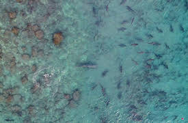 Changing Seas: Recreational Shark Fishing