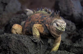 Voyage of Darwin's Beagle: On The Future of Species: The Paradise of Competition