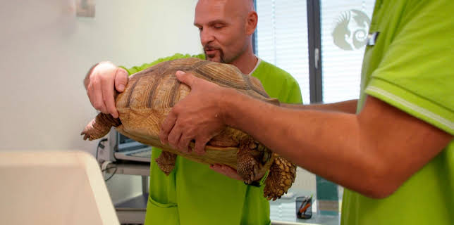 10:20: Die Tierärzte - Retter mit Herz (49) | WDR Fernsehen | 3/19 2026