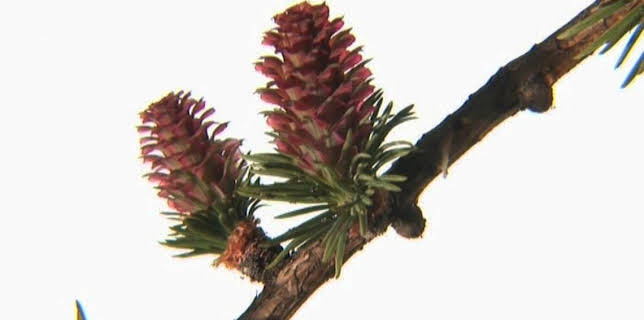 19:10: Vom Ahorn bis zur Zwiebel | ARD Alpha | 2/23 2026