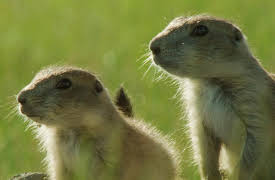 Wild Canada, Season 1: The Heartland