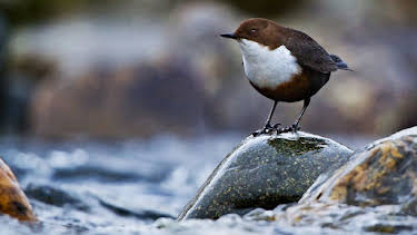 3:50 PM: Loch Lomond: A Year in the Wild (S1 E1) (S1) | Channel 5 | 6/6 2026