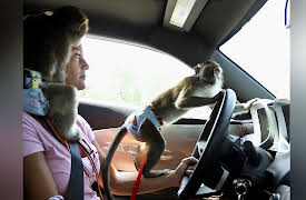 Preposterous Pets Season 1: Mad About Monkeys