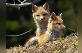 Wild Wild East: Foxes