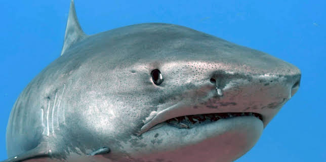 15:25: Was Tiere fühlen | Arte | 11/29 2025