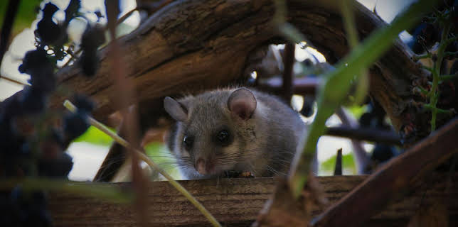 06:00: Giraffe, Erdmännchen & Co. (192) | HR Fernsehen | 3/12 2026