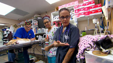 19:00: Dyrlegen i Rocky Mountain (S2 E6) (S2) | Animal Planet | 12/22 2025