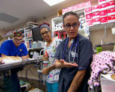 Dyrlegen i Rocky Mountain