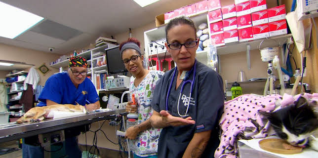 15:00: Dyrlegen i Rocky Mountain (S2 E6) (S2) | Animal Planet | 11/8 2025