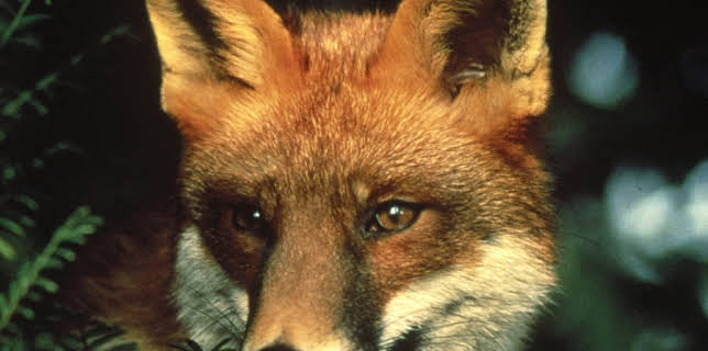 The Belstone Fox (1973)