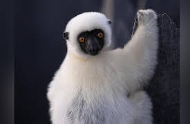 Islands of Wonder, Season 1: Madagascar