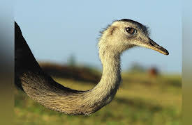 Brazil Untamed: Rheas Savanna
