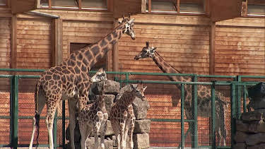 05:50: Giraffe, Erdmännchen & Co. | HR Fernsehen | 7/28 2026