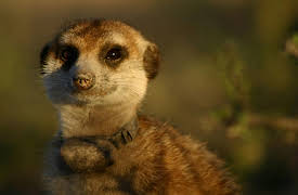Meerkat Manor: A Family Affair